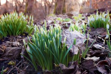 Young snowdrops sprouted through an old fallen leaves.