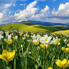 Beautiful spring landscape with daffodils against the sky with c