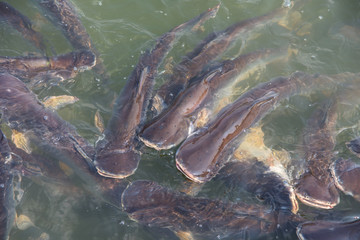 many catfish in Thai temple