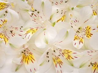 White and yellow alstroemeria flowers