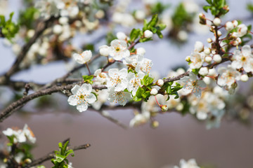 Obraz premium Tree Bloom in Spring