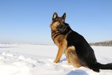 Собака немецкая овчарка сидит на снегу зимним днем 