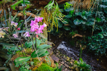 Wonderfull tropical garden with several rare orchids