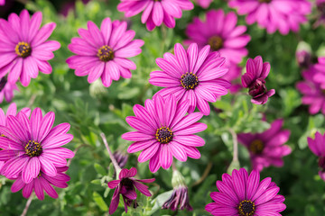 purple flowers, chamomile grass, beautiful wallpaper