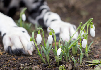 dog lying near the first snowdrops