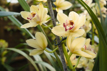 Beautiful yellow orchid - Phalaenopsis in tropical gaden