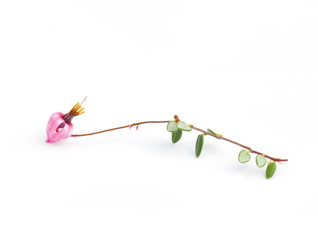 Flower of cranberry plant isolated on white background