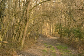 Fototapeta premium trees