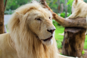 Lion male portrait