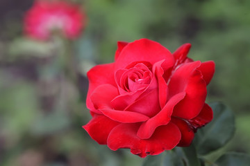 Red rose as a natural and holidays background