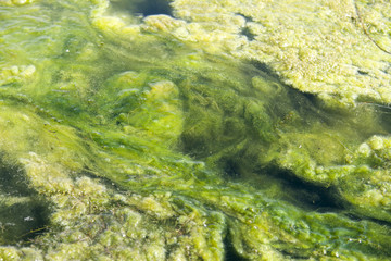 green algae patterns on the water