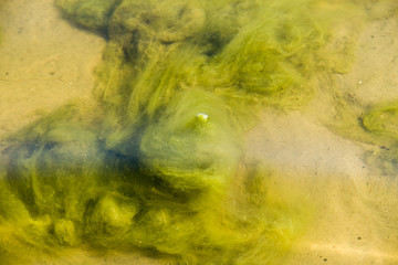 green algae patterns on the water