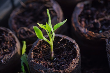 new beginning  spring sprouts in black soil