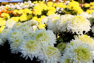 colorful chrysanthemums 