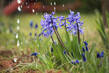 Гиацинт синий в саду под каплями воды в апреле. - obrazy, fototapety, plakaty