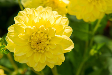African marigold