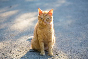 Red cat squinting in the bright sun