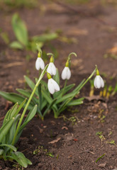 Spring snowdrop flowers blooming in sunny day