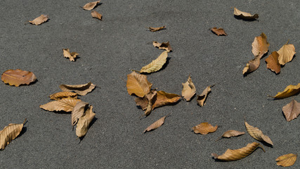 Dry leaves on the asphalt road background.
