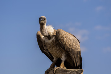 gryphus,vulture and a blue sky