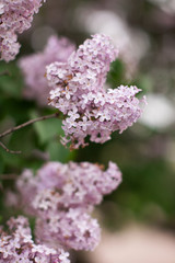 lilac branch. spring blossoming of a lilac. lilac bush.