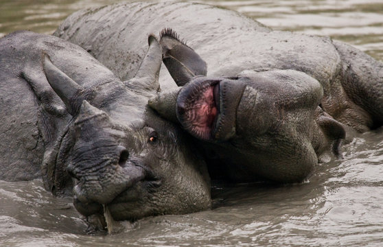 Two Wild Great one-horned rhinoceroses lying in a puddle. India.  