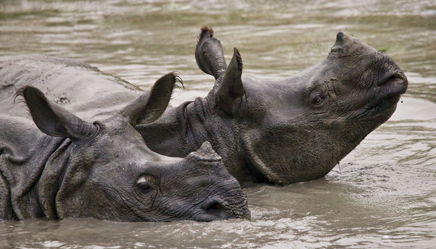 Two Wild Great one-horned rhinoceroses lying in a puddle. India.  