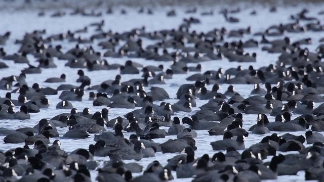 Slow motion, plenty of Eurasian coot searching for food on a lake in winter