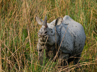 Wild Great one-horned rhinoceroses in the grass. India.  