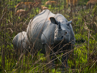 The female Great one-horned rhinoceroses and her calf. India.  
