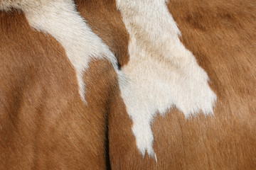 Fur of a Simmental cow in Switzerland