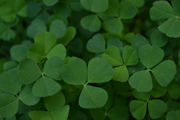 Three leaved shamrocks  © gulnr