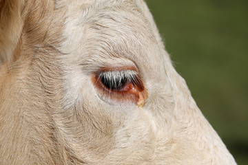 Eye of a Simmental cow in Switzerland