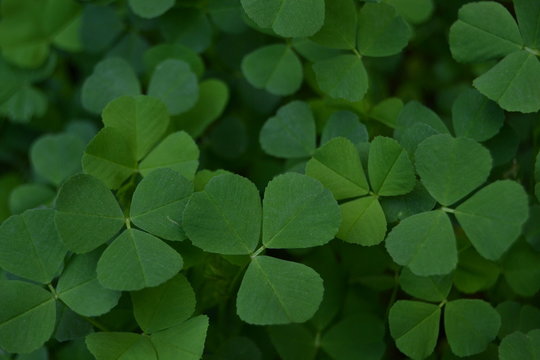 Three leaved shamrocks 