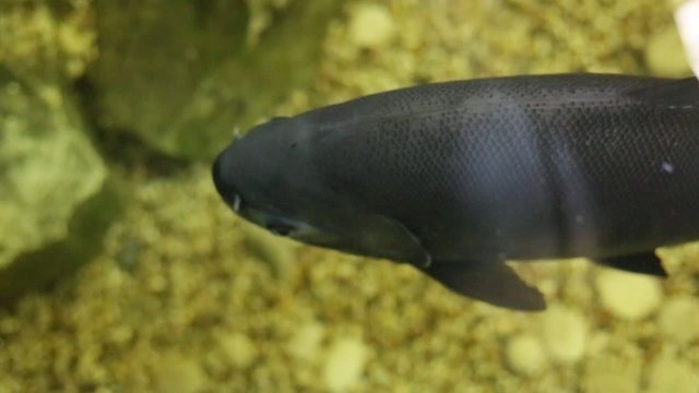 Pacu or Piaractus brachypomus