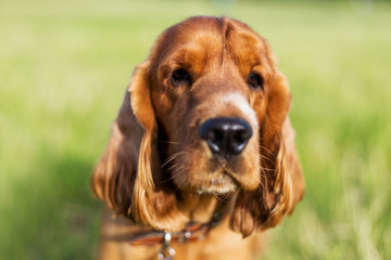 Beautiful red spaniel on the green grass in summer