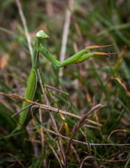 Mantis religiosa