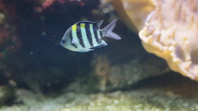 Scissortail sergeant or striptailed damselfish