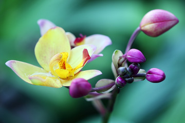 ground orchid flower