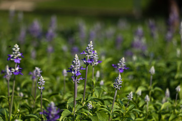 Naklejka premium blue flower and sun light