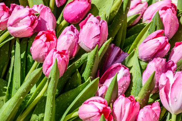 Fototapeta premium Closeup tulips on Lent carpet, Antigua, Guatemala