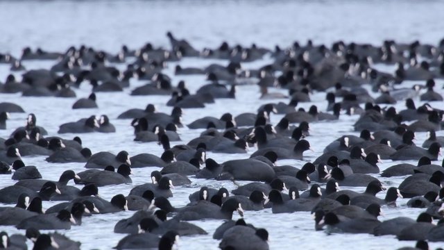 Plenty of Eurasian Coot resting or searching for food on a lake in winter