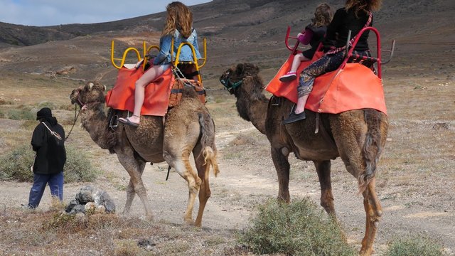 famille à dos de chameau
