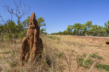 Termite mound in the outback of Queensland, Australia