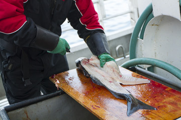 Man cleaning fresh fish at fishing boat