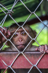 Lonely, sad monkey in a cage in Thailand