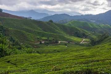 Teeplantage in Malaysia