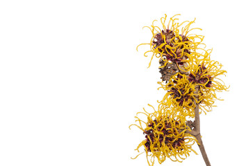 Twig of Hamamelis.Hamamelis or Witch-hazels isolated on white background. 