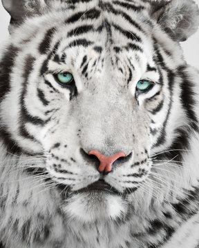 Elegant white tiger portrait