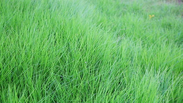 Panning of green grass counterclockwise